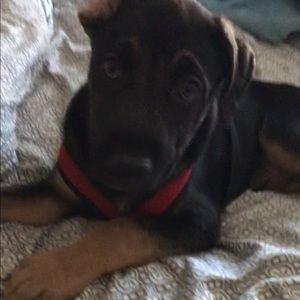 Meet your Posher, Coby